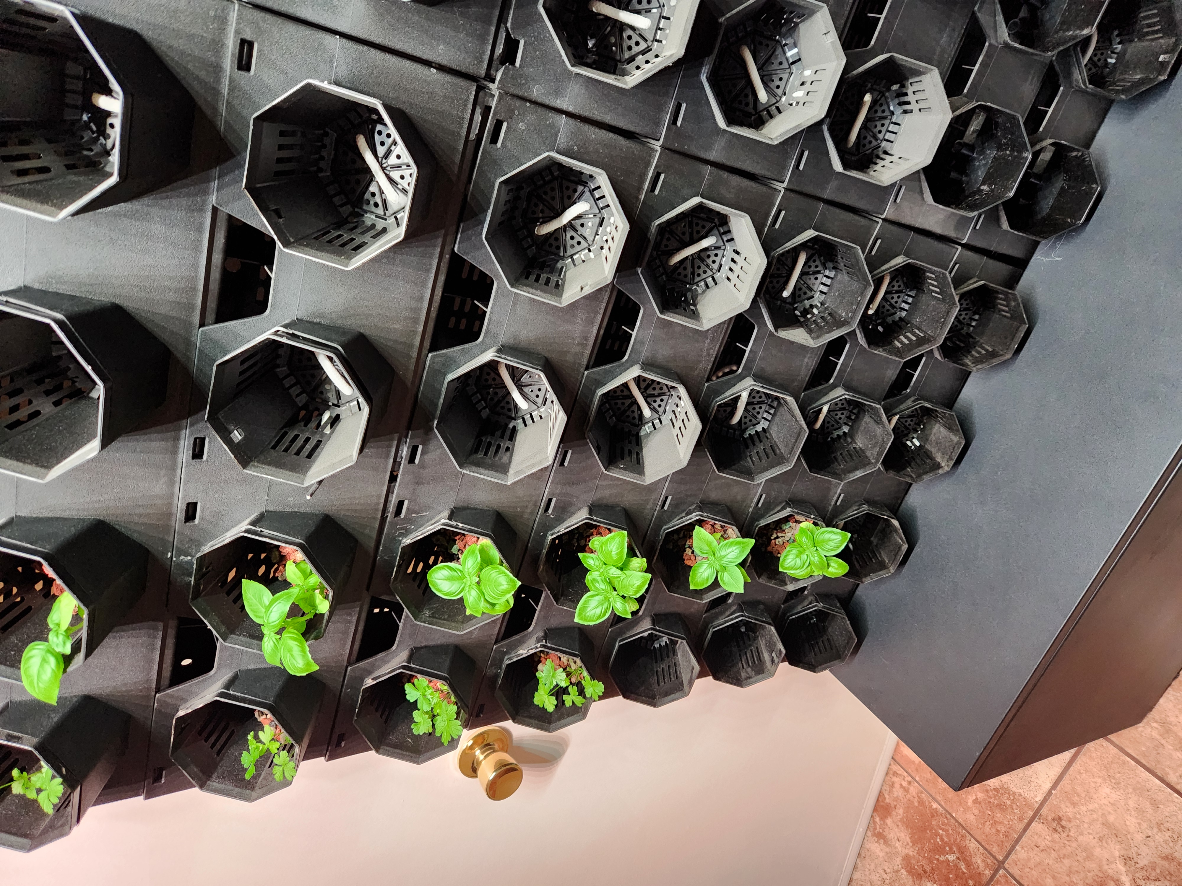 Greenwall with early seedlings